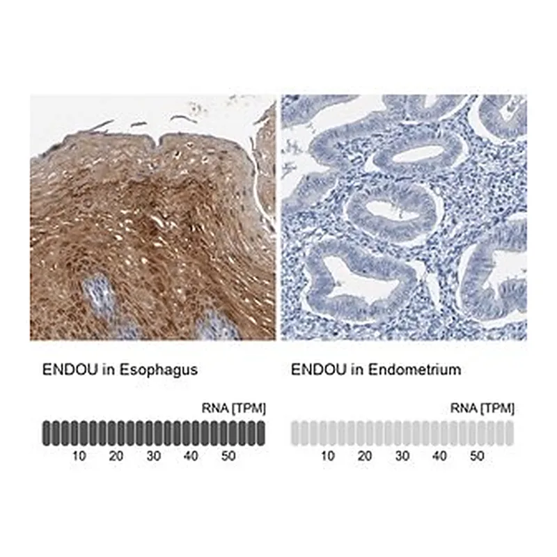 Merck Anti-ENDOU antibody produced in rabbit