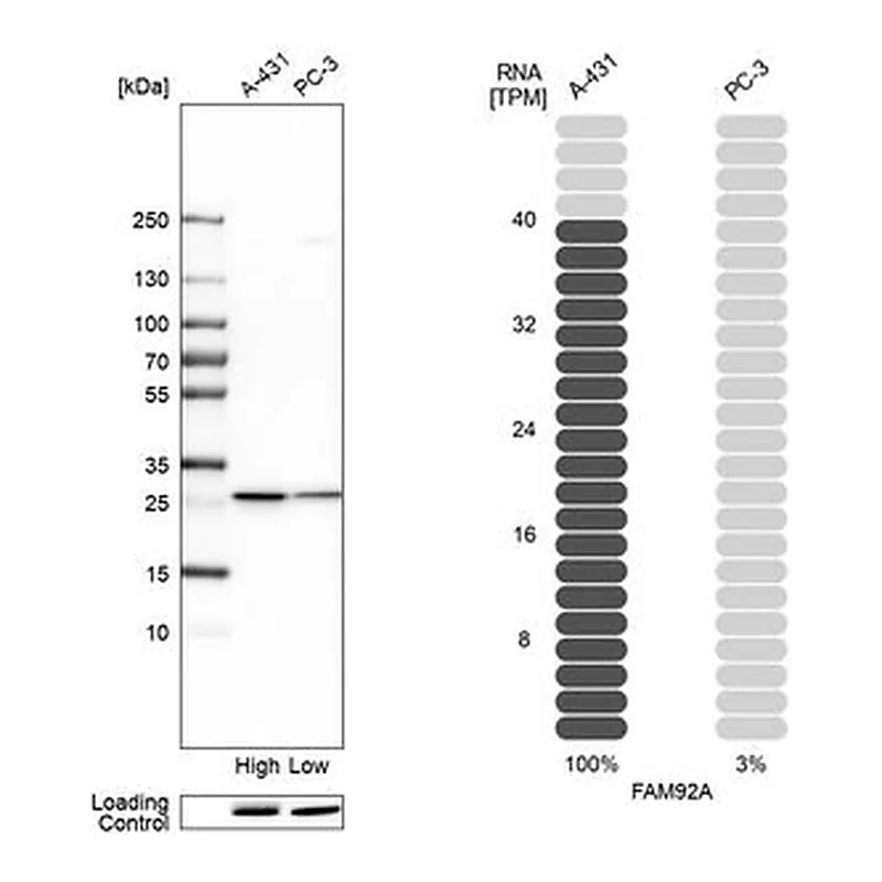 Merck Anti-FAM92A antibody produced in rabbit