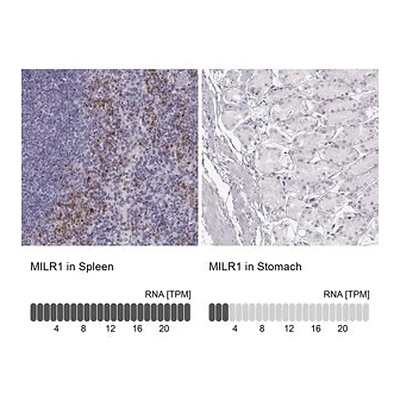 Merck Anti-MILR1 antibody produced in rabbit