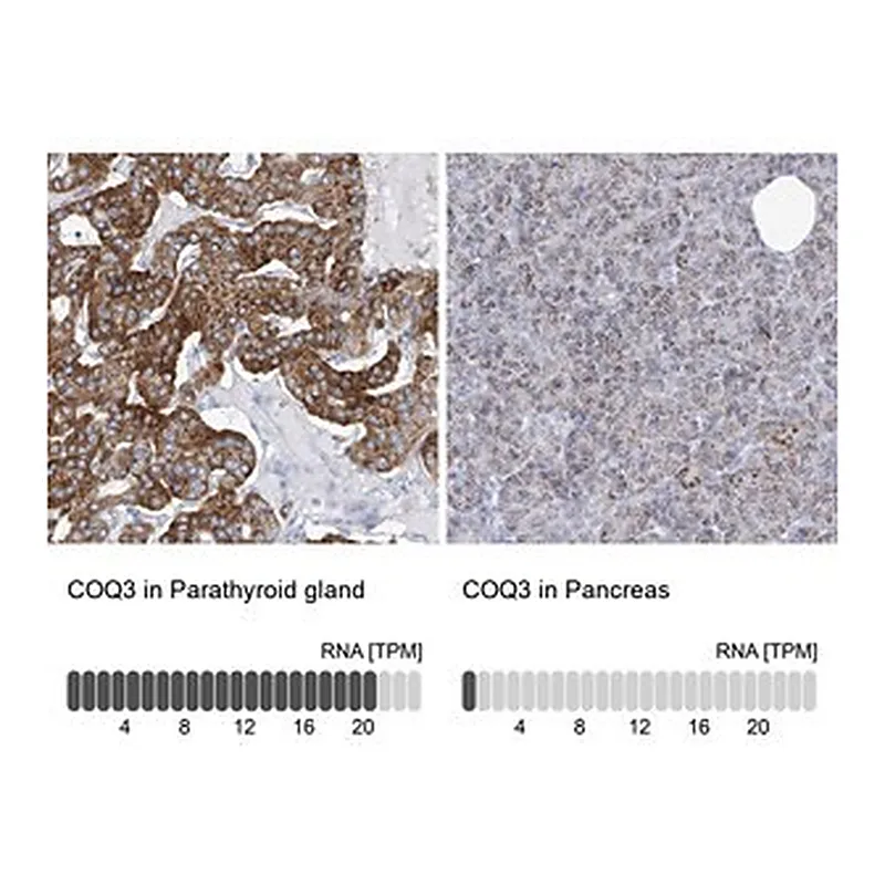 Merck Anti-COQ3 antibody produced in rabbit