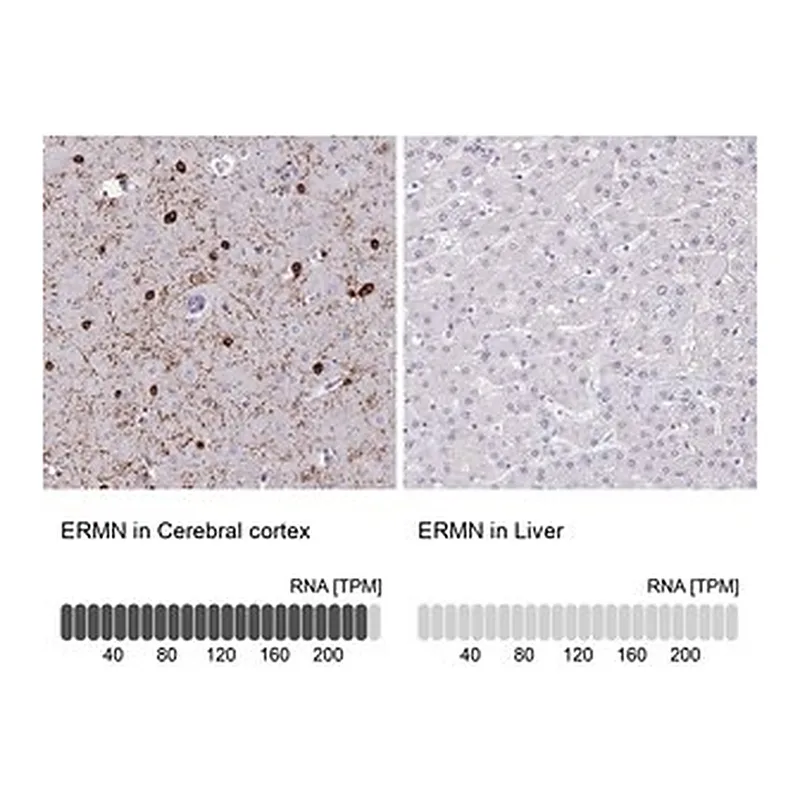 Merck Anti-ERMN antibody produced in rabbit
