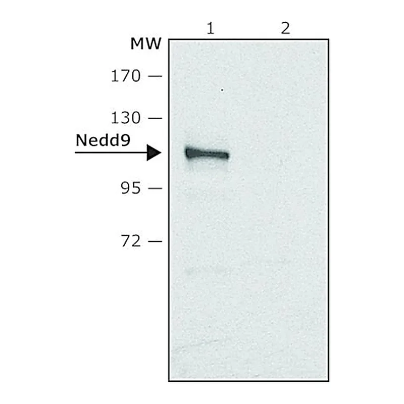 Merck Anti-Nedd9 antibody produced in rabbit
