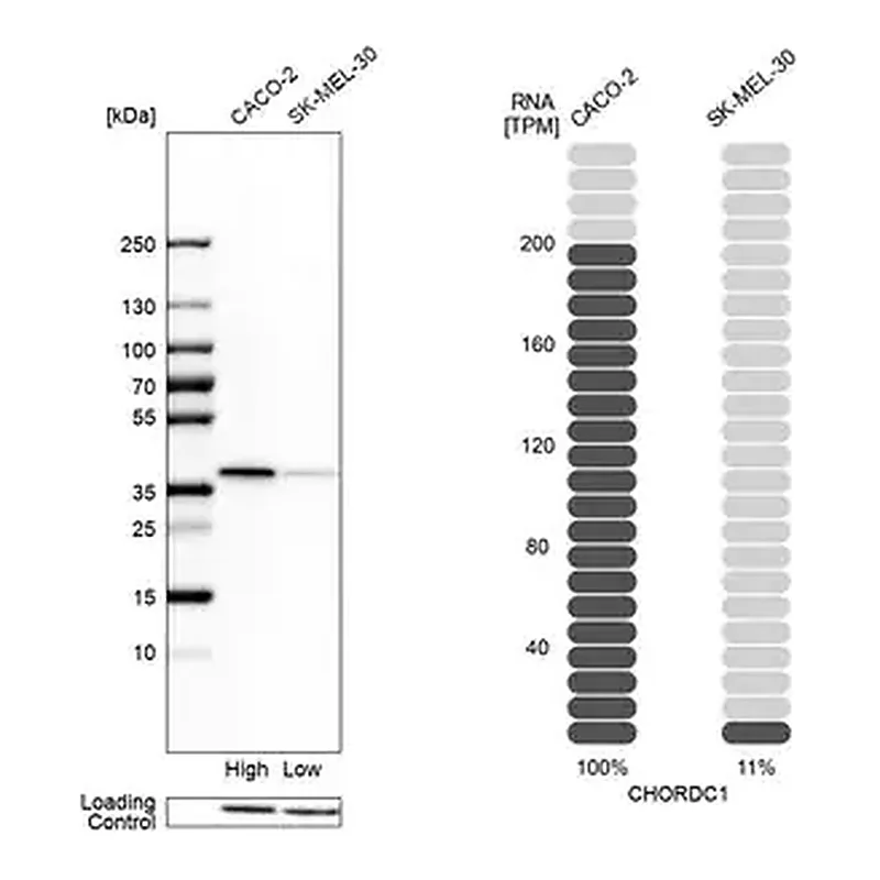 Merck Anti-CHORDC1 antibody produced in rabbit
