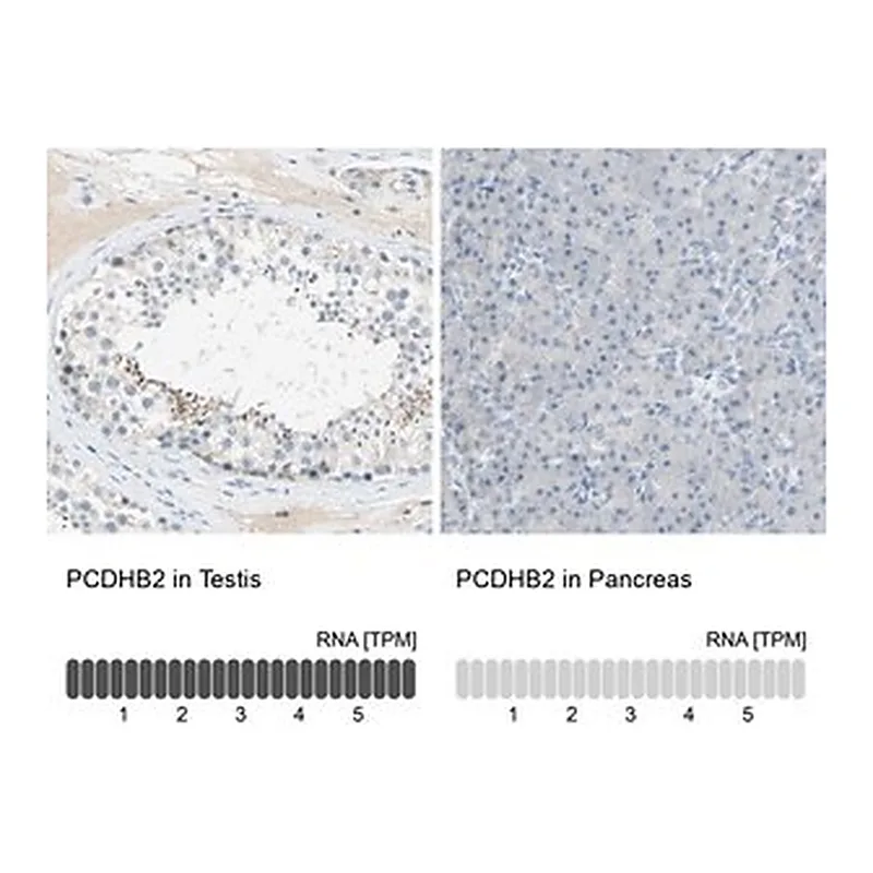 Merck Anti-PCDHB2 antibody produced in rabbit