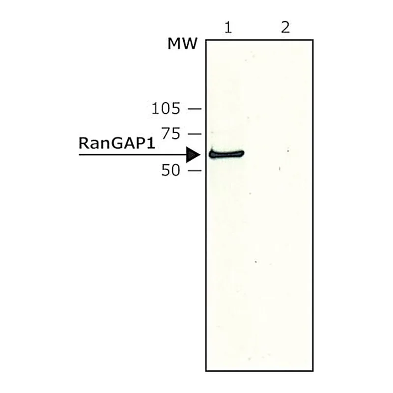 Merck Anti-RanGAP1 (N-terminal) antibody produced in rabbit