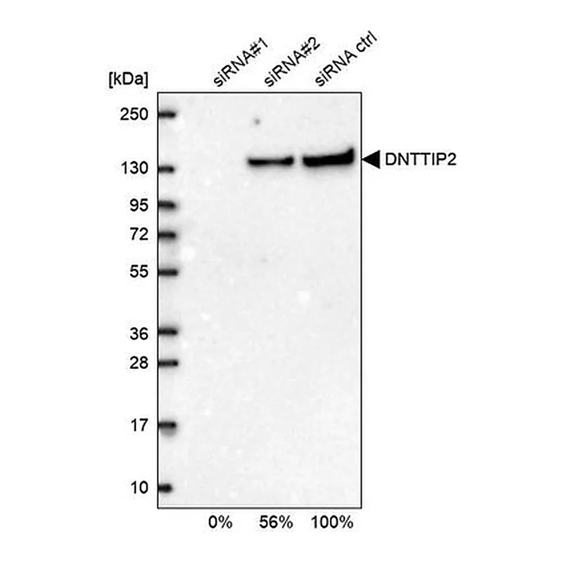 Merck Anti-DNTTIP2 antibody produced in rabbit