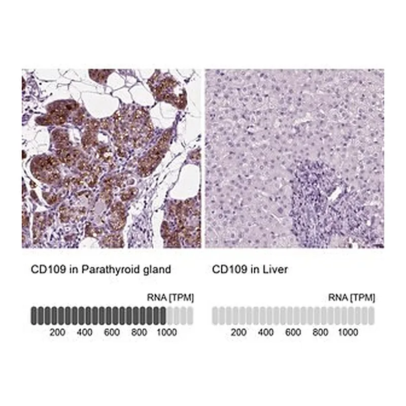 Merck Anti-CD109 antibody produced in rabbit