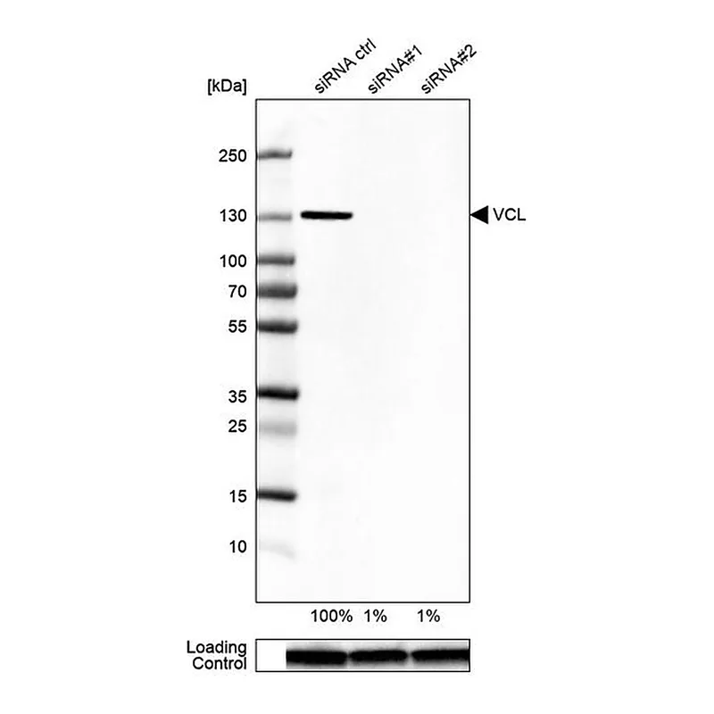 Merck Anti-VCL antibody produced in rabbit