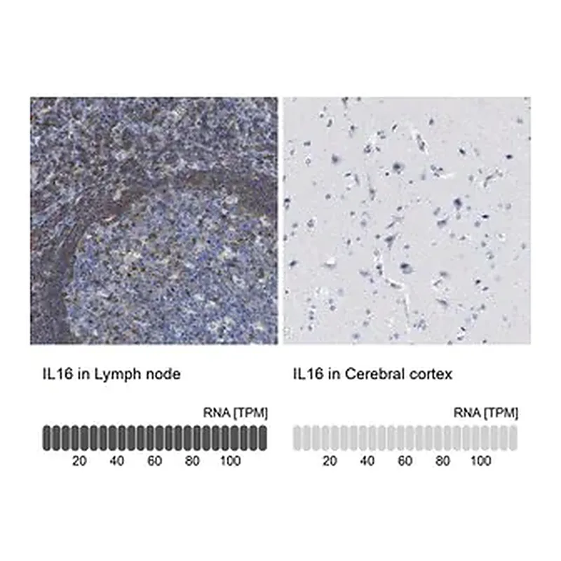Merck Anti-IL16 antibody produced in rabbit