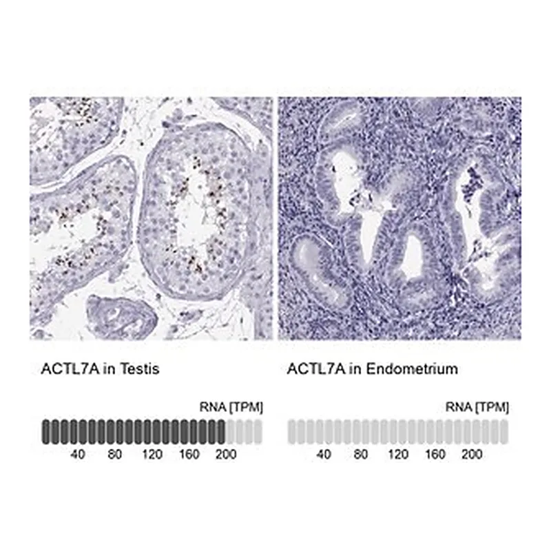 Merck Anti-ACTL7A antibody produced in rabbit