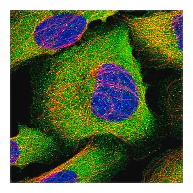 Merck Anti-IL13 antibody produced in rabbit