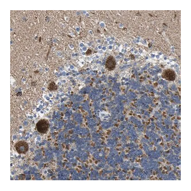 Merck Anti-CBLB antibody produced in rabbit
