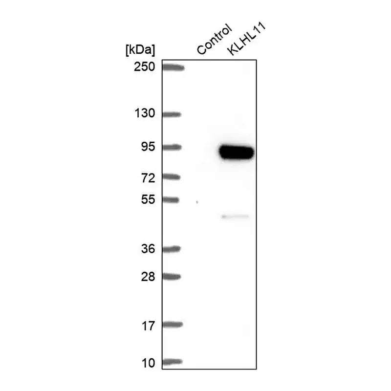 Merck Anti-KLHL11 antibody produced in rabbit