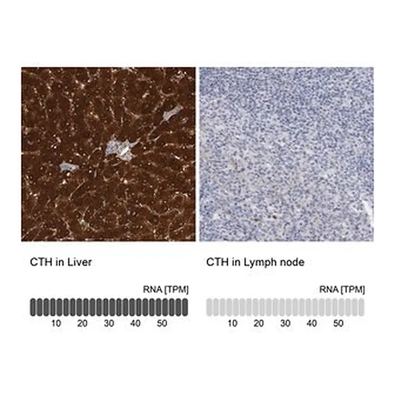 Merck Anti-CTH antibody produced in rabbit