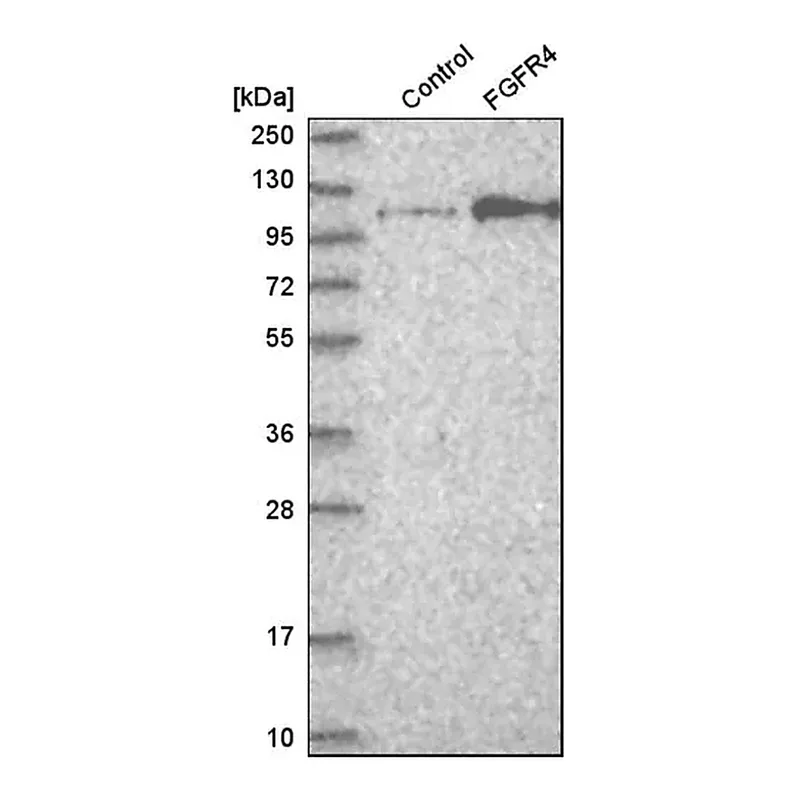 Merck Anti-FGFR4 antibody produced in rabbit