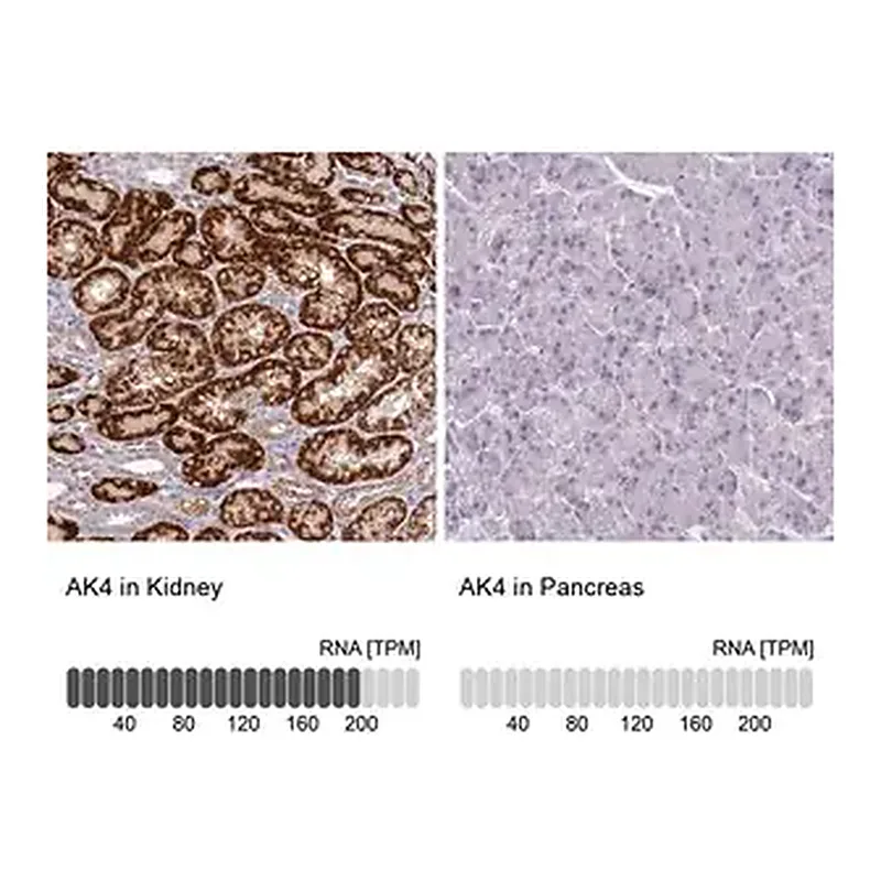 Merck Anti-AK4 antibody produced in rabbit