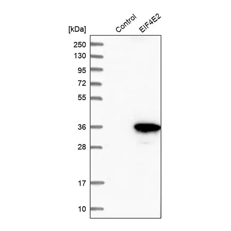 Merck Anti-EIF4E2 antibody produced in rabbit