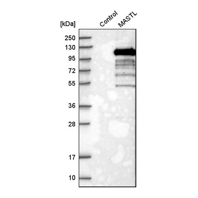 Merck Anti-MASTL antibody produced in rabbit