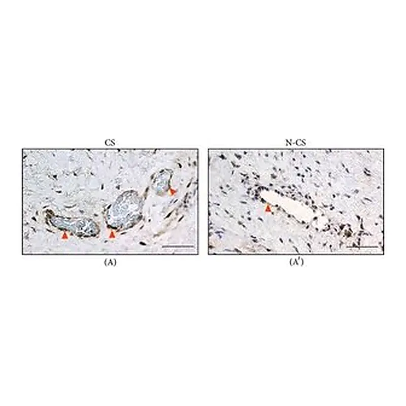 Merck Anti-PTGES antibody produced in rabbit