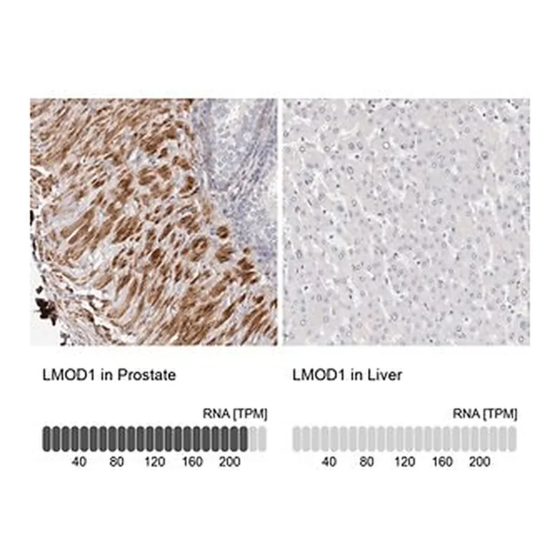 Merck Anti-LMOD1 antibody produced in rabbit