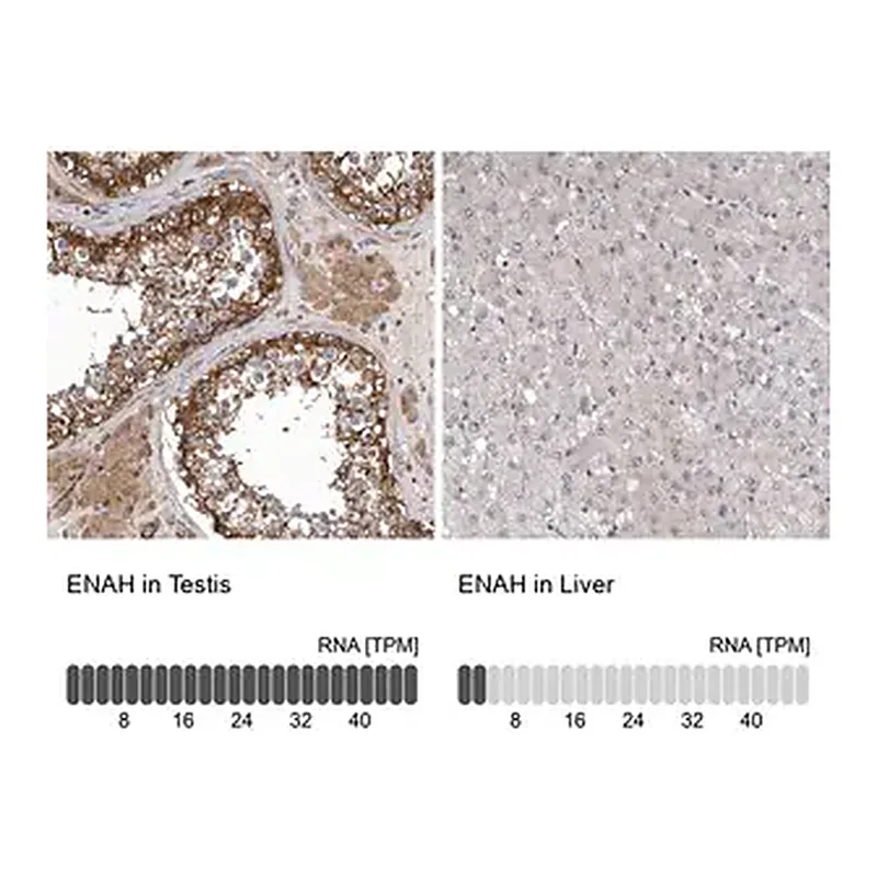 Merck Anti-ENAH antibody produced in rabbit