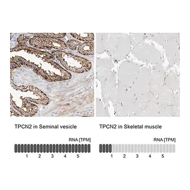 Merck Anti-TPCN2 antibody produced in rabbit