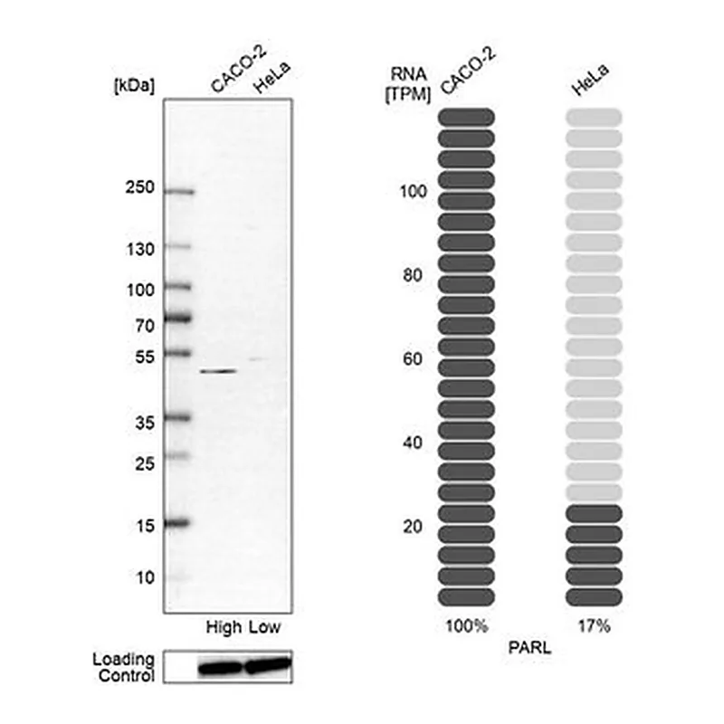 Merck Anti-PARL antibody produced in rabbit