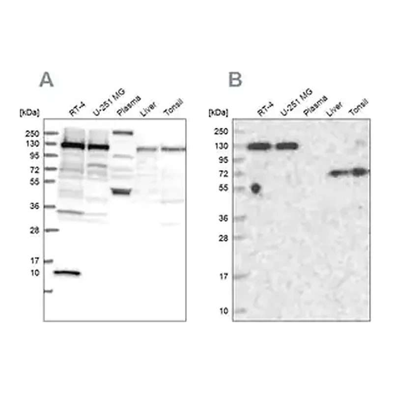 Merck Anti-PPP4R1 antibody produced in rabbit