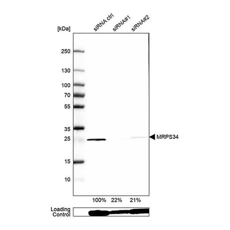 Merck Anti-MRPS34 antibody produced in rabbit