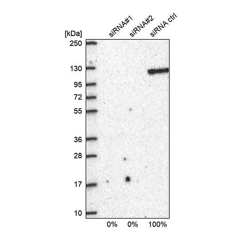 Merck Anti-BRD2 antibody produced in rabbit