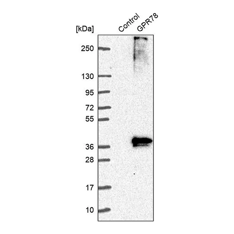 Merck Anti-GPR78 antibody produced in rabbit