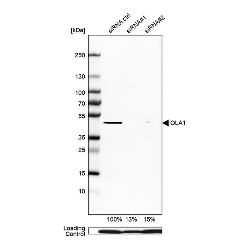 Merck Anti-OLA1 antibody produced in rabbit