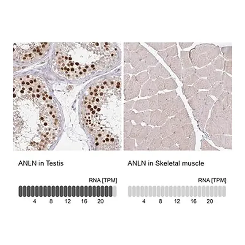 Merck Anti-ANLN antibody produced in rabbit