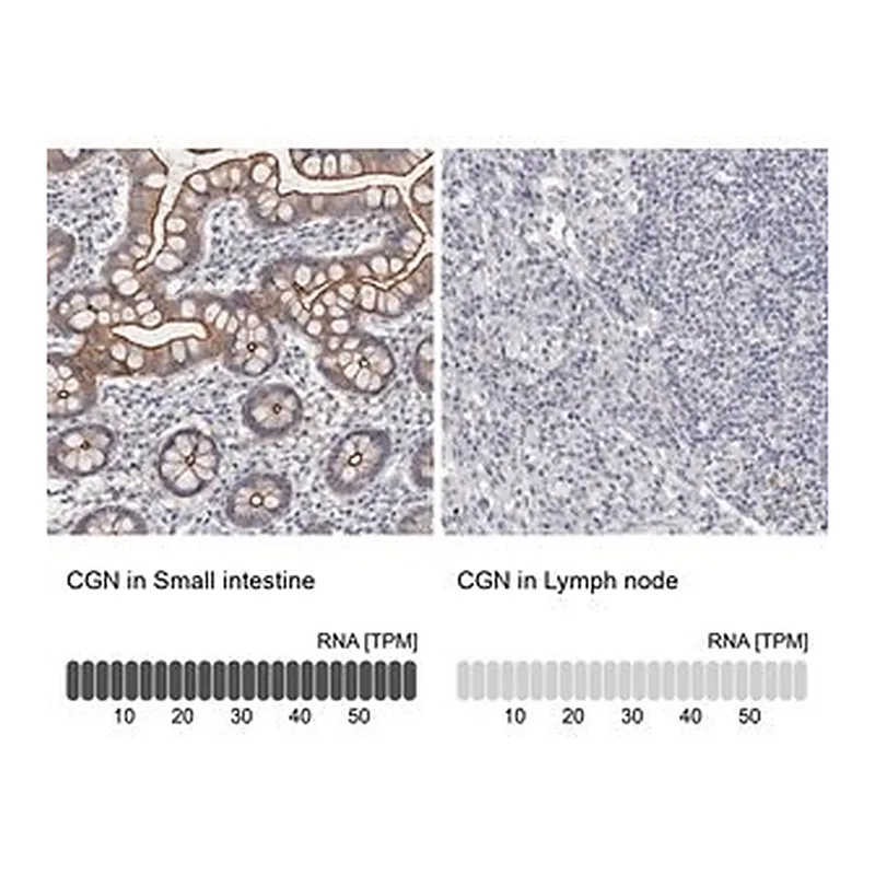 Merck Anti-CGN antibody produced in rabbit