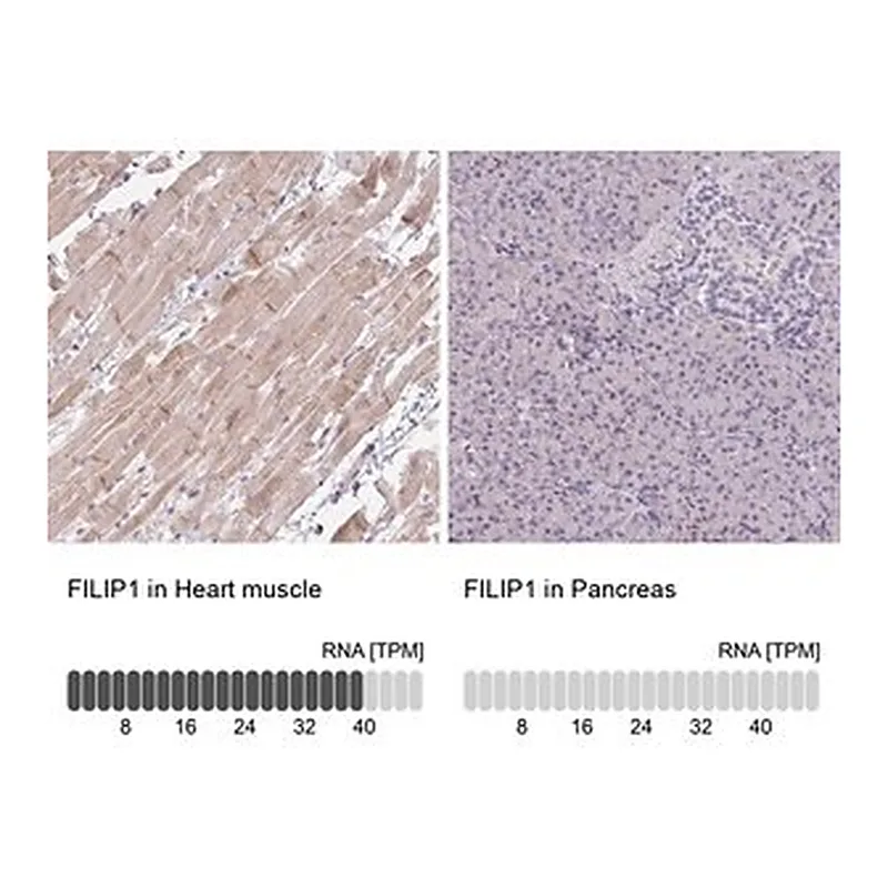 Merck Anti-FILIP1 antibody produced in rabbit