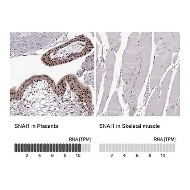 Merck Monoclonal Anti-SNAI1 antibody produced in mouse
