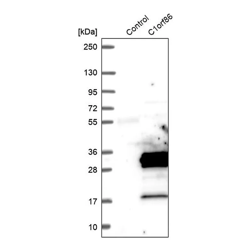 Merck Anti-FAAP20 antibody produced in rabbit