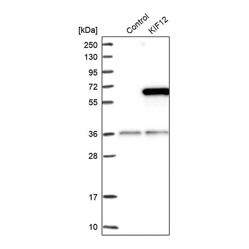 Merck Anti-KIF12 antibody produced in rabbit