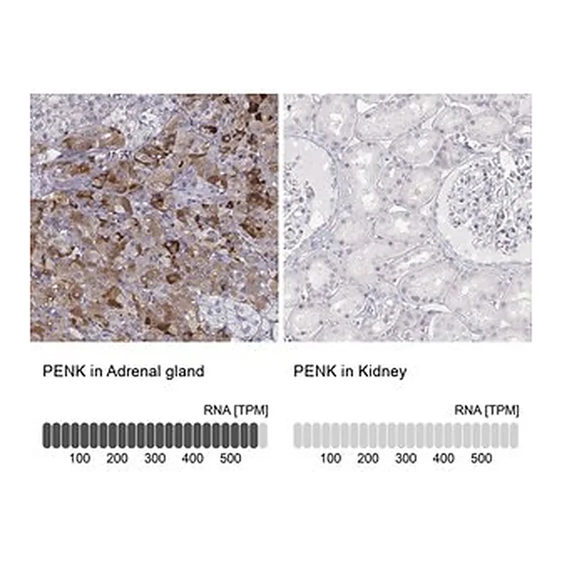 Merck Anti-PENK antibody produced in rabbit