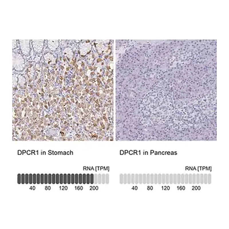 Merck Anti-DPCR1 antibody produced in rabbit
