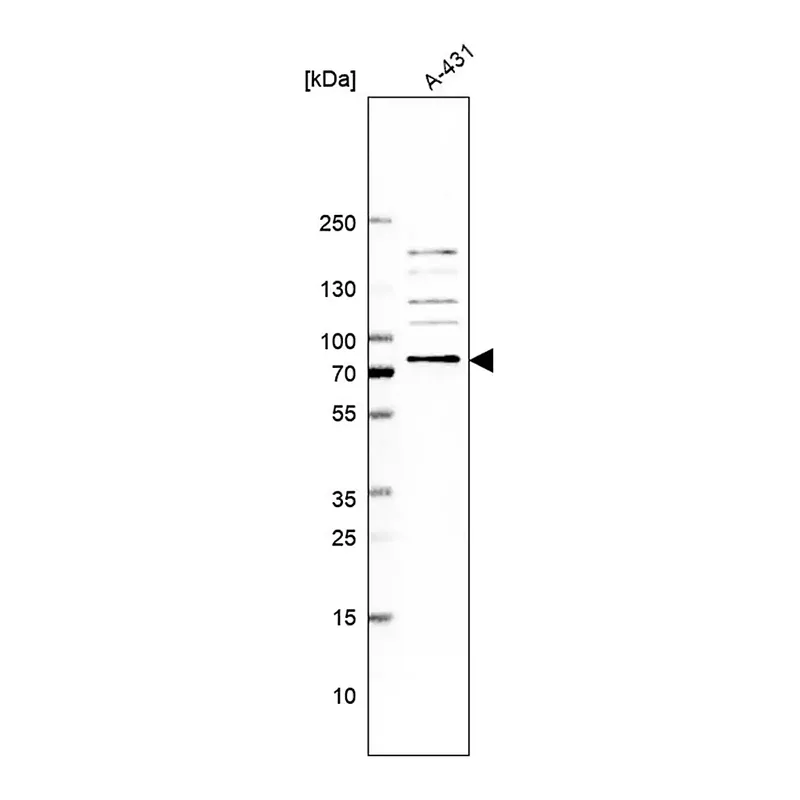 Merck Anti-UBQLN2 antibody produced in rabbit