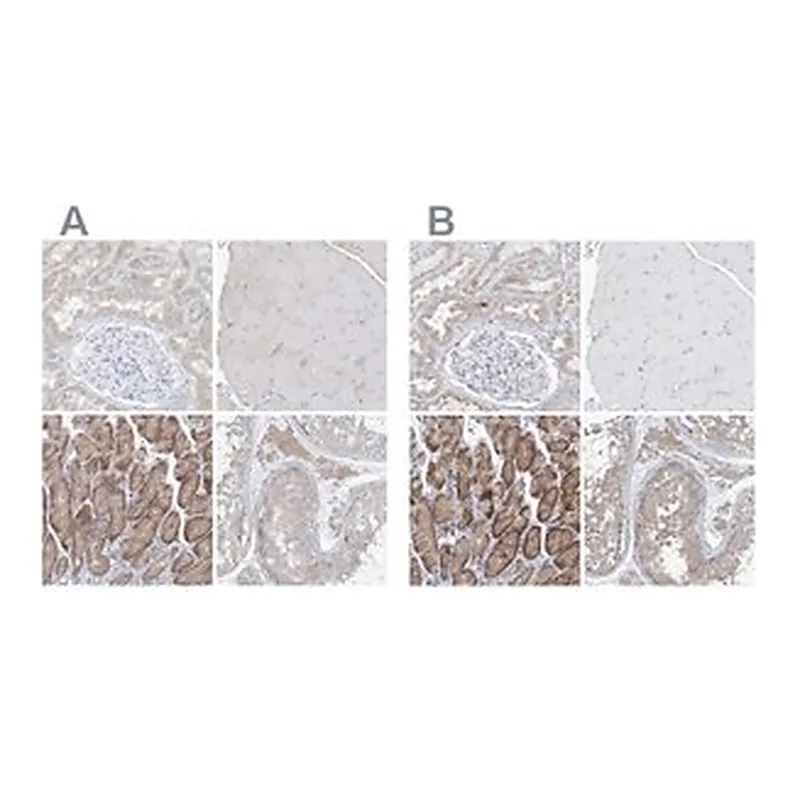 Merck Anti-UFL1 antibody produced in rabbit