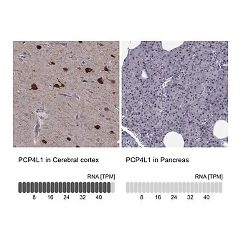 Merck Anti-PCP4L1 antibody produced in rabbit