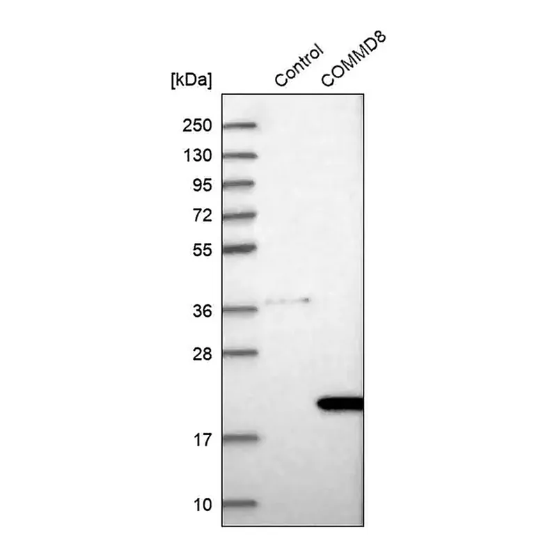 Merck Anti-COMMD8 antibody produced in rabbit