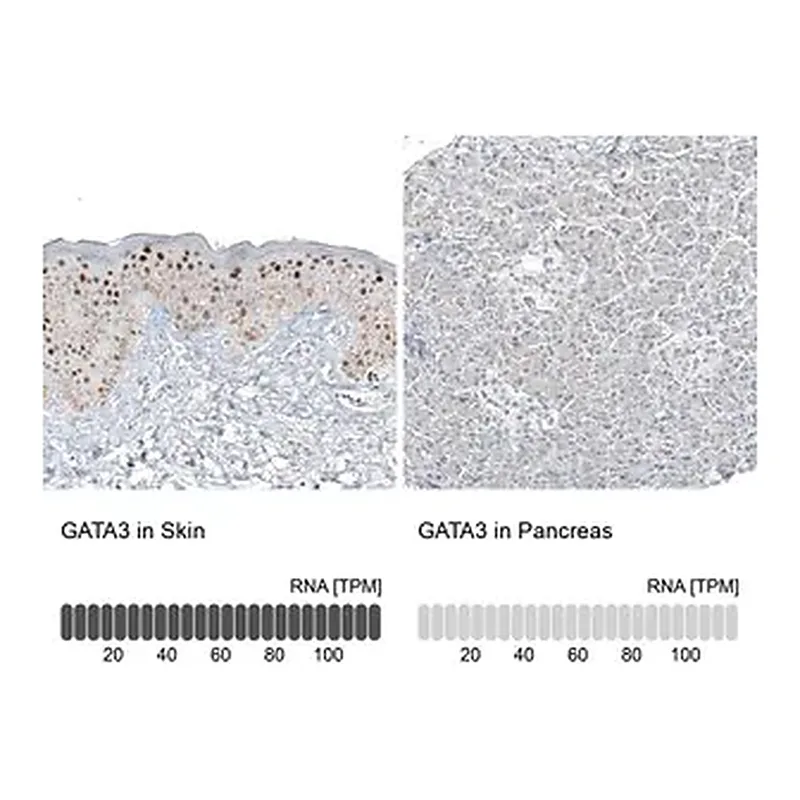 Merck Monoclonal Anti-GATA3 antibody produced in mouse