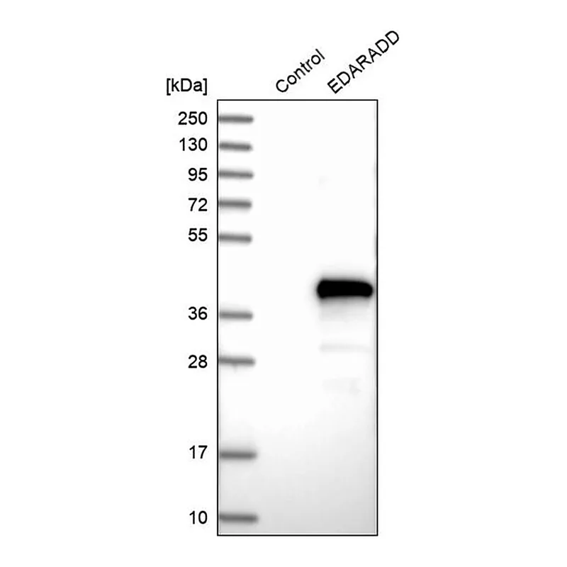 Merck Anti-EDARADD antibody produced in rabbit