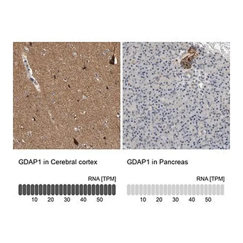 Merck Anti-GDAP1 antibody produced in rabbit