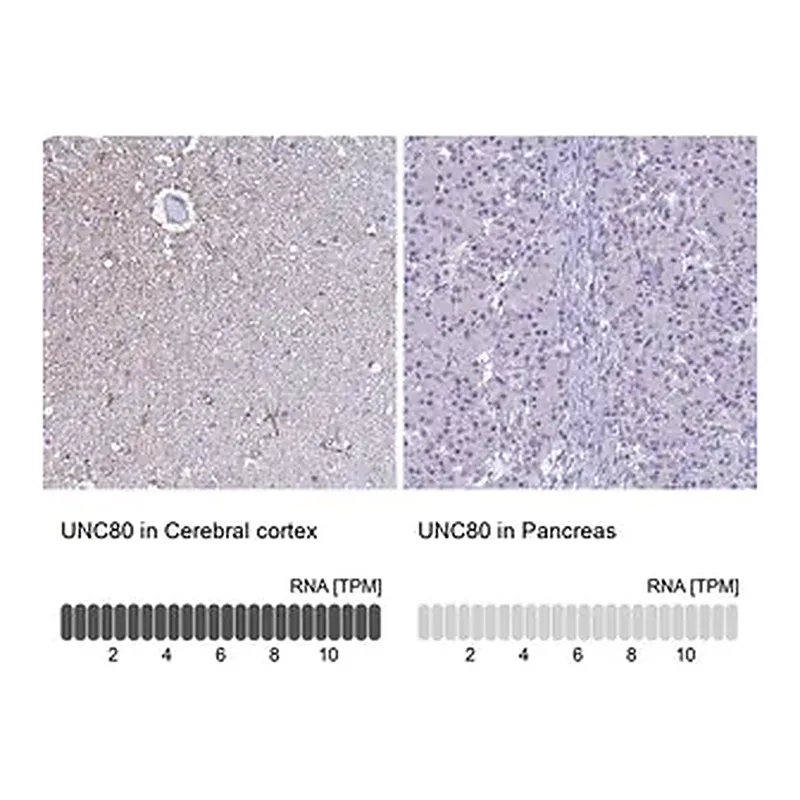 Merck Anti-UNC80 antibody produced in rabbit