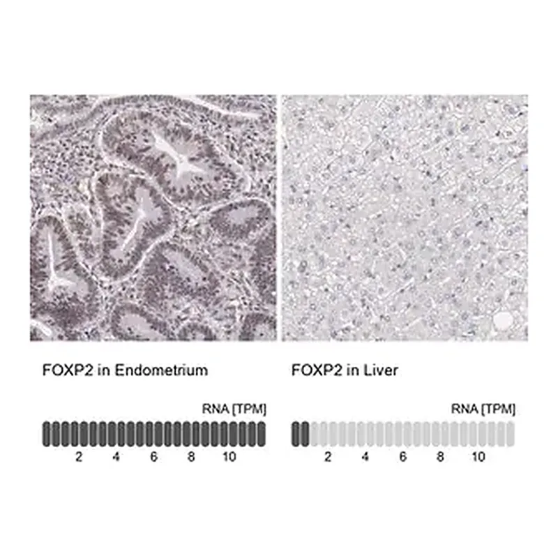 Merck Anti-FOXP2 antibody produced in rabbit