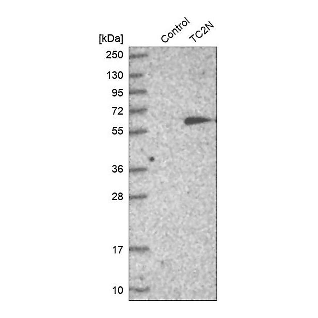 Merck Anti-TC2N antibody produced in rabbit